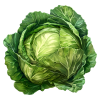 Kapusta